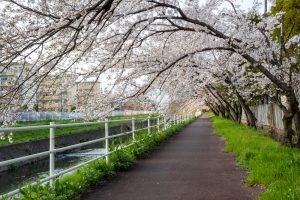 岩倉市矢戸川、桜、３月春の花、愛知県岩倉市の観光・撮影スポットの名所