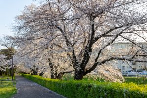 岩倉市矢戸川、桜、３月春の花、愛知県岩倉市の観光・撮影スポットの名所
