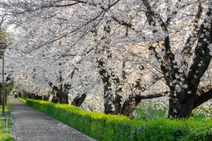 岩倉市矢戸川、桜、３月春の花、愛知県岩倉市の観光・撮影スポットの名所