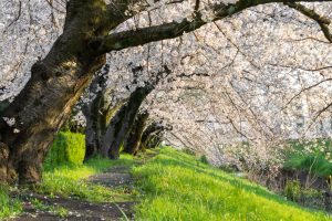 岩倉市矢戸川、桜、３月春の花、愛知県岩倉市の観光・撮影スポットの名所