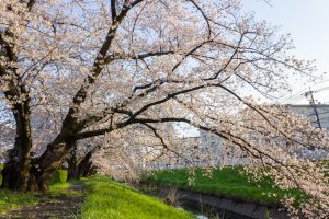 岩倉市矢戸川、桜、３月春の花、愛知県岩倉市の観光・撮影スポットの名所