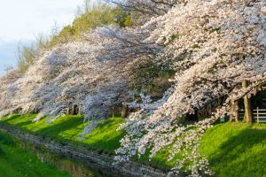 岩倉市矢戸川、桜、３月春の花、愛知県岩倉市の観光・撮影スポットの名所