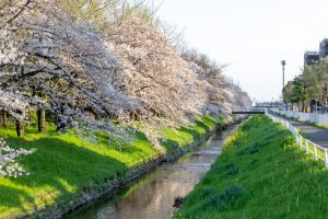 岩倉市矢戸川、桜、３月春の花、愛知県岩倉市の観光・撮影スポットの名所