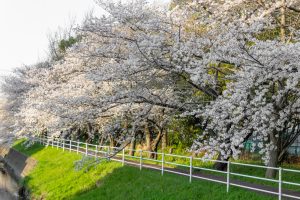 岩倉市矢戸川、桜、３月春の花、愛知県岩倉市の観光・撮影スポットの名所
