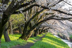 岩倉市矢戸川、桜、３月春の花、愛知県岩倉市の観光・撮影スポットの名所