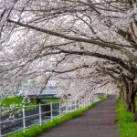 岩倉市矢戸川、桜、３月春の花、愛知県岩倉市の観光・撮影スポットの名所