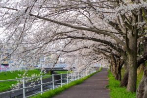 岩倉市矢戸川、桜、３月春の花、愛知県岩倉市の観光・撮影スポットの名所