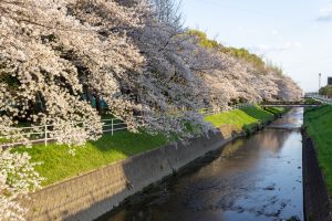 岩倉市矢戸川、桜、３月春の花、愛知県岩倉市の観光・撮影スポットの名所