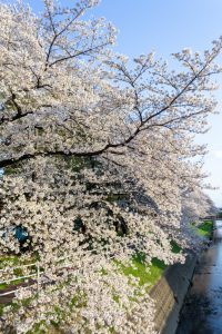 岩倉市矢戸川、桜、３月春の花、愛知県岩倉市の観光・撮影スポットの名所