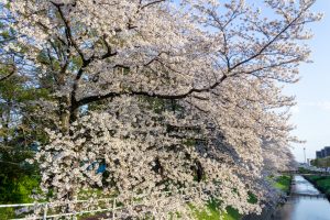 岩倉市矢戸川、桜、３月春の花、愛知県岩倉市の観光・撮影スポットの名所