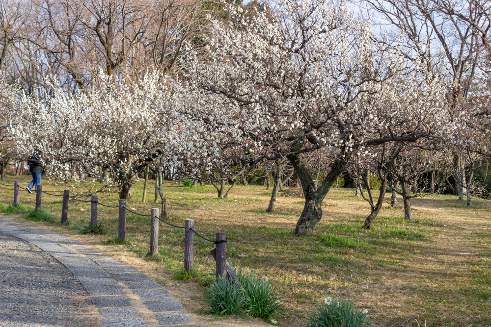 笠寺公園、梅園、2月の春の花、名古屋市南区の観光・撮影スポットの名所