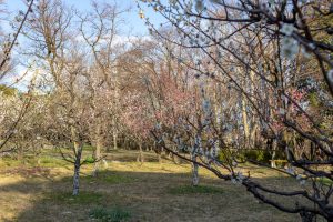 笠寺公園、梅園、2月の春の花、名古屋市南区の観光・撮影スポットの名所