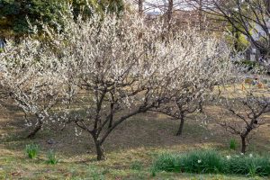 笠寺公園、梅園、2月の春の花、名古屋市南区の観光・撮影スポットの名所