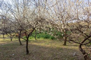 笠寺公園、梅園、2月の春の花、名古屋市南区の観光・撮影スポットの名所