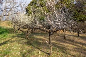 笠寺公園、梅園、2月の春の花、名古屋市南区の観光・撮影スポットの名所