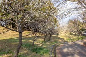 笠寺公園、梅園、2月の春の花、名古屋市南区の観光・撮影スポットの名所