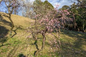 笠寺公園、梅園、2月の春の花、名古屋市南区の観光・撮影スポットの名所