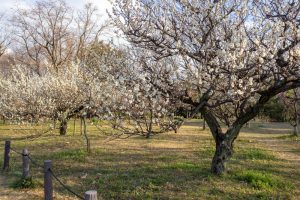 笠寺公園、梅園、2月の春の花、名古屋市南区の観光・撮影スポットの名所