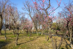 笠寺公園、梅園、2月の春の花、名古屋市南区の観光・撮影スポットの名所