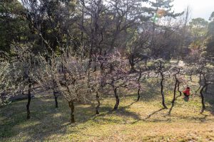 笠寺公園、梅園、2月の春の花、名古屋市南区の観光・撮影スポットの名所