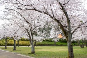 小牧山史跡公園。桜、3月春の花、愛知県小牧市の観光・撮影スポットの画像と写真