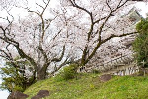 小牧山史跡公園。桜、3月春の花、愛知県小牧市の観光・撮影スポットの画像と写真