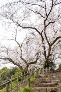 小牧山史跡公園。桜、3月春の花、愛知県小牧市の観光・撮影スポットの画像と写真