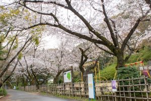小牧山史跡公園。桜、3月春の花、愛知県小牧市の観光・撮影スポットの画像と写真