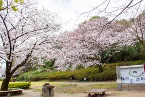 小牧山史跡公園。桜、3月春の花、愛知県小牧市の観光・撮影スポットの画像と写真
