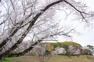 小牧山史跡公園。桜、3月春の花、愛知県小牧市の観光・撮影スポットの画像と写真