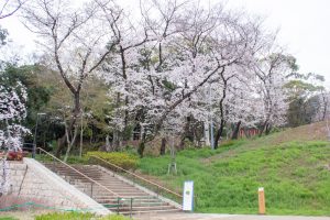 小牧山史跡公園。桜、3月春の花、愛知県小牧市の観光・撮影スポットの画像と写真