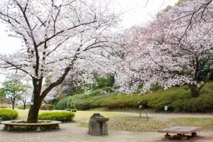 小牧山史跡公園。桜、3月春の花、愛知県小牧市の観光・撮影スポットの画像と写真