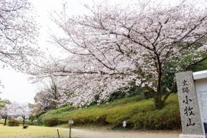 小牧山史跡公園。桜、3月春の花、愛知県小牧市の観光・撮影スポットの画像と写真