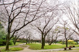 小牧山史跡公園。桜、3月春の花、愛知県小牧市の観光・撮影スポットの画像と写真