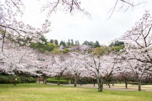小牧山史跡公園。桜、3月春の花、愛知県小牧市の観光・撮影スポットの画像と写真