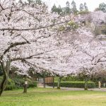 小牧山史跡公園。桜、3月春の花、愛知県小牧市の観光・撮影スポットの画像と写真