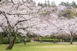 小牧山史跡公園。桜、3月春の花、愛知県小牧市の観光・撮影スポットの画像と写真