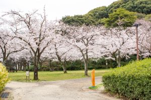 小牧山史跡公園。桜、3月春の花、愛知県小牧市の観光・撮影スポットの画像と写真