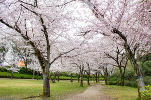 小牧山史跡公園。桜、3月春の花、愛知県小牧市の観光・撮影スポットの画像と写真