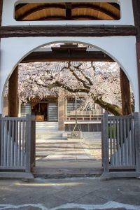 香積院、しだれ桜、3月の春の花、名古屋市昭和区の観光・撮影スポットの名所