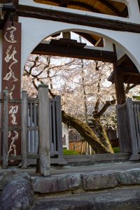 香積院、しだれ桜、3月の春の花、名古屋市昭和区の観光・撮影スポットの名所