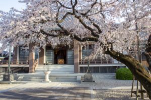 香積院、しだれ桜、3月の春の花、名古屋市昭和区の観光・撮影スポットの名所