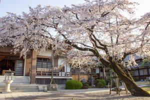 香積院、しだれ桜、3月の春の花、名古屋市昭和区の観光・撮影スポットの名所
