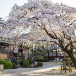 香積院、しだれ桜、3月の春の花、名古屋市昭和区の観光・撮影スポットの名所