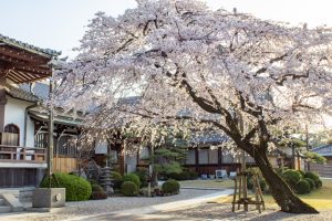 香積院、しだれ桜、3月の春の花、名古屋市昭和区の観光・撮影スポットの名所