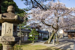 香積院、しだれ桜、3月の春の花、名古屋市昭和区の観光・撮影スポットの名所
