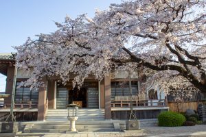 香積院、しだれ桜、3月の春の花、名古屋市昭和区の観光・撮影スポットの名所