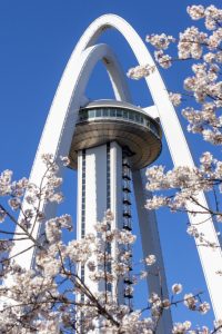 光明寺公園。桜並木、３月春の花、愛知県一宮市の観光・撮影スポットの名所