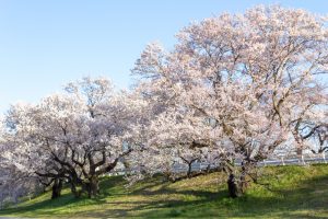 光明寺公園。桜並木、３月春の花、愛知県一宮市の観光・撮影スポットの名所