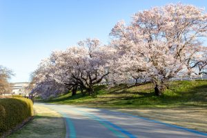 光明寺公園。桜並木、３月春の花、愛知県一宮市の観光・撮影スポットの名所